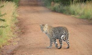 economy news discapitalied