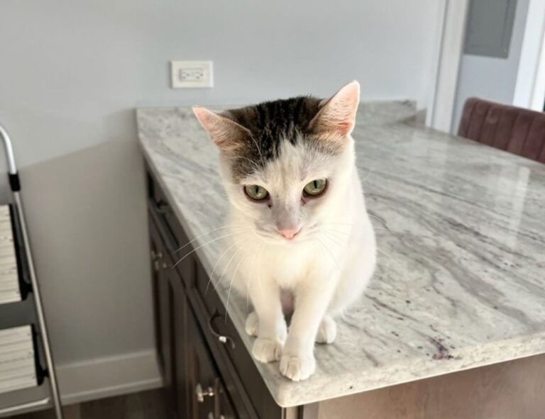 finance advice disfinancified