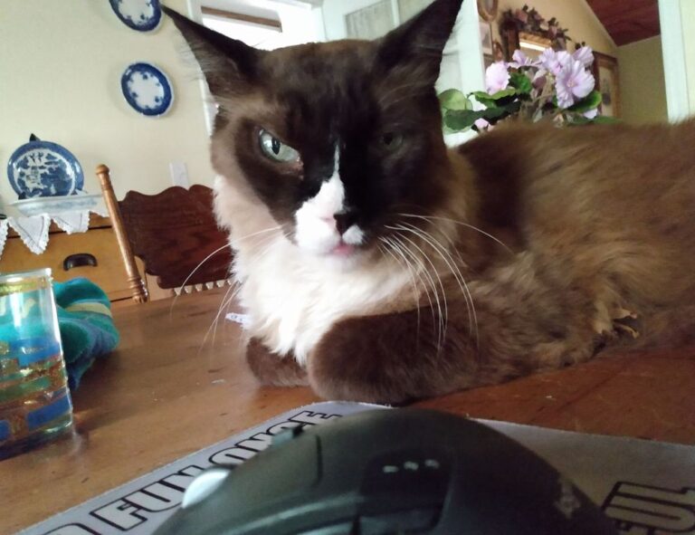 financial tips disbusinessfied