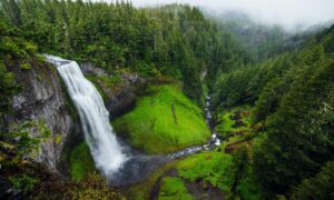 growth of tazopha investment