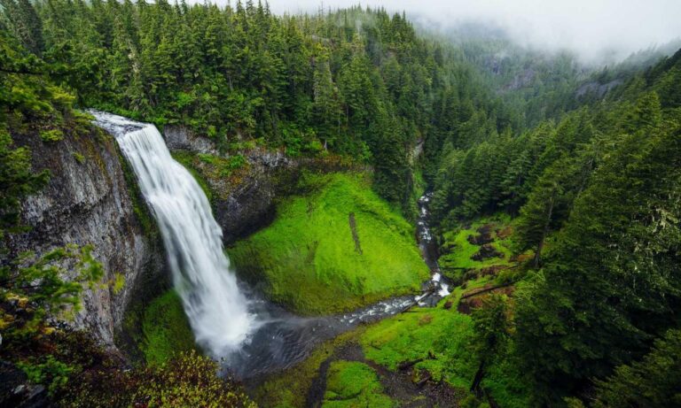 growth of tazopha investment