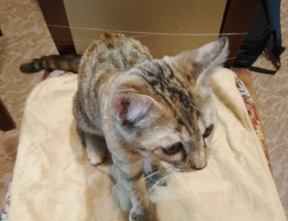 how much should financial advice cost ontpinvest