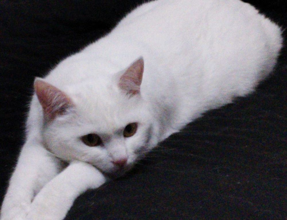 is alletomir wealth management a fiduciary