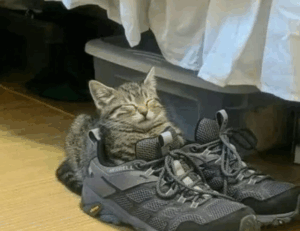 money guide disbusinessfied