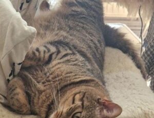 money guide disfinancified