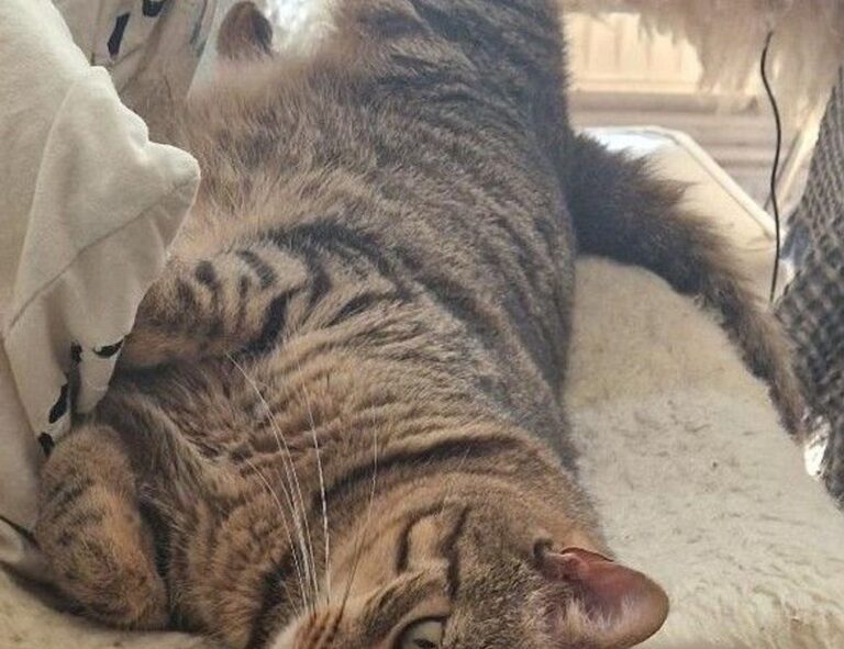 money guide disfinancified