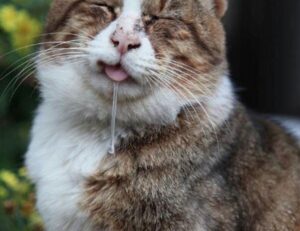 wealth management alletomir