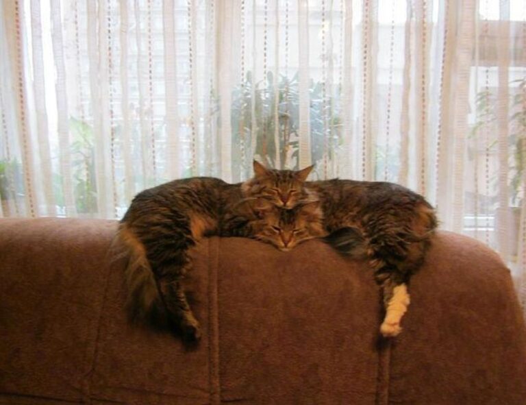 what is tazopha investment