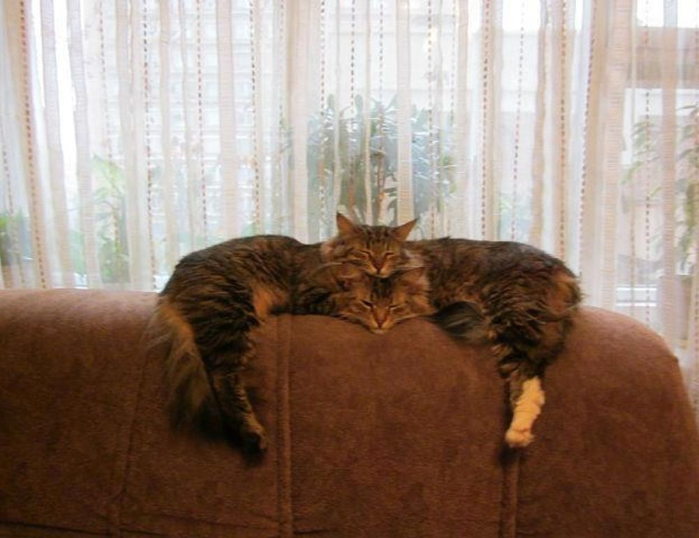 what is tazopha investment