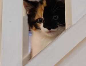 why business mentoring is important disbusinessfied