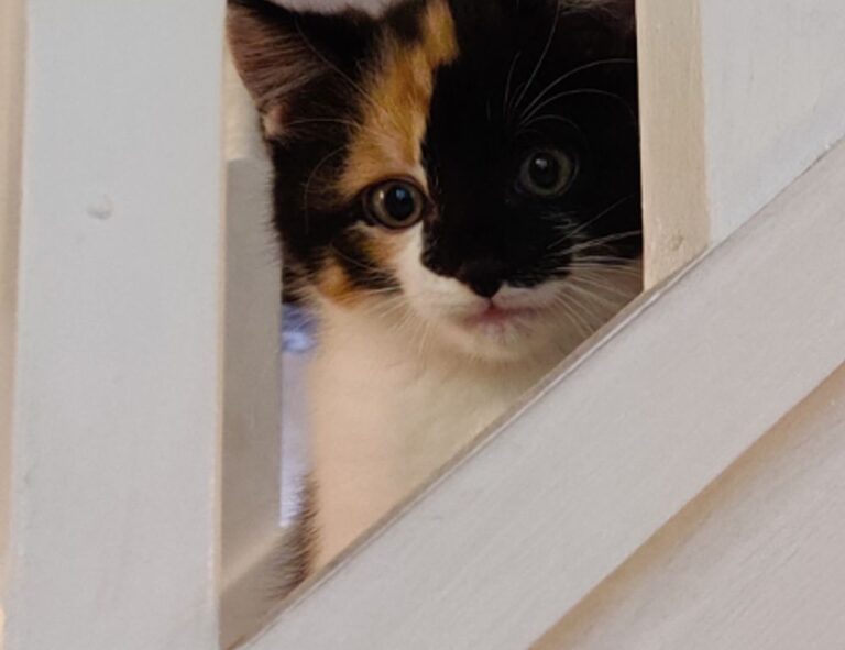 why business mentoring is important disbusinessfied