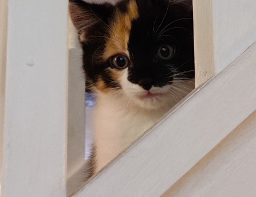 why business mentoring is important disbusinessfied