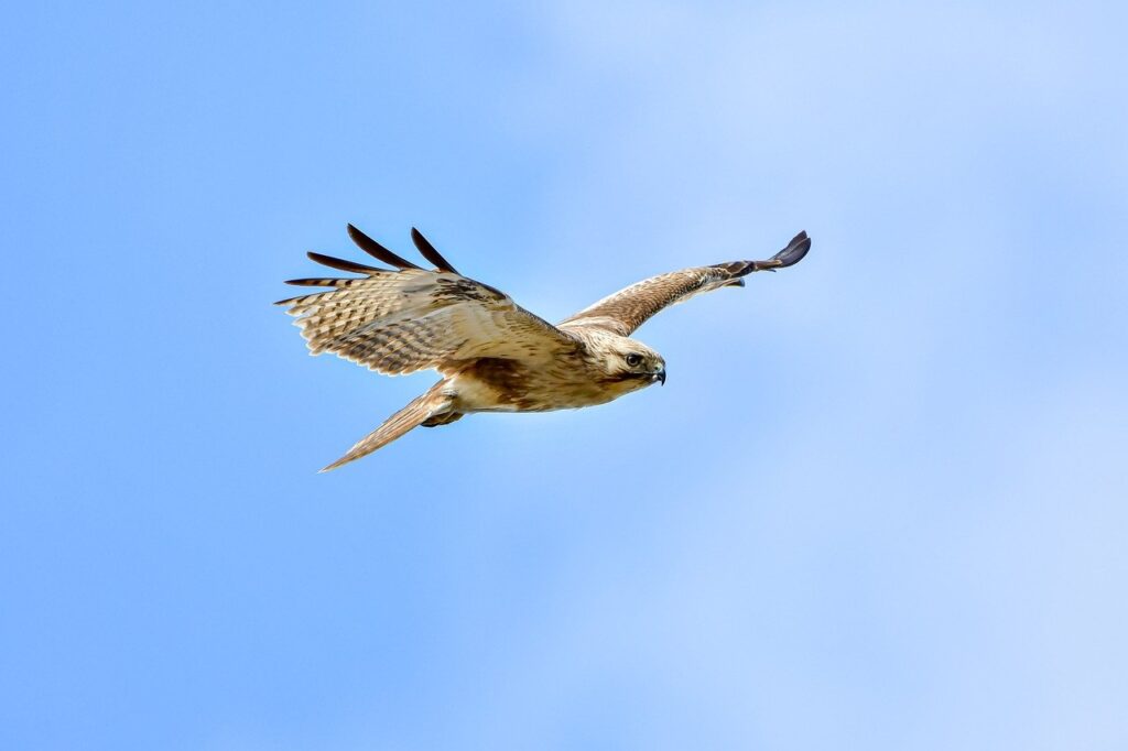 software error llusyep