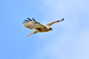 software error llusyep