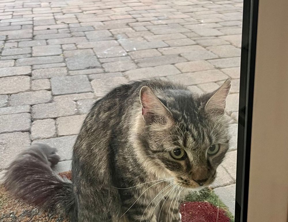 why genboostermark software is so popular